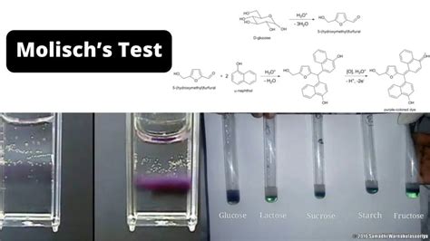 molish test|Molisch's test .